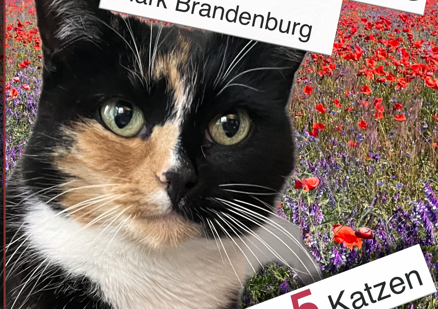 Titelbild, das die KI angeblich bespricht